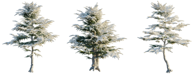 Cedrus libani tree, front view, cutout, transparent background, isolate, Snow Covered Evergreen Trees - Perfect for Winter Scene Composites & Holiday Designs