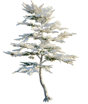 Cedrus libani tree, front view, cutout, transparent background, isolate, Snow Covered Pine Tree for Winter Scenes and Holiday Decorations