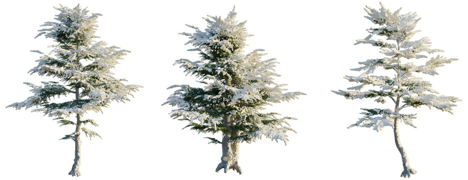 Cedrus libani tree, front view, cutout, transparent background, isolate, Snow Covered Evergreen Trees - Perfect for Winter Scene Composites & Holiday Designs