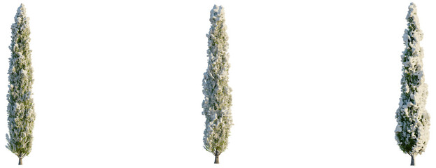 Cupressus sempervirens tree, front view, cutout, transparent background, isolate, Cypress Trees...