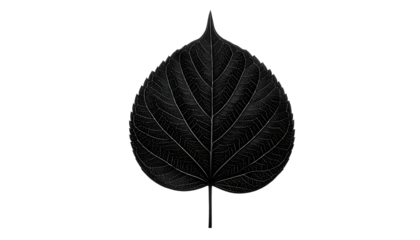 Monochrome, high-contrast, detailed image of a single, dark leaf on a black background