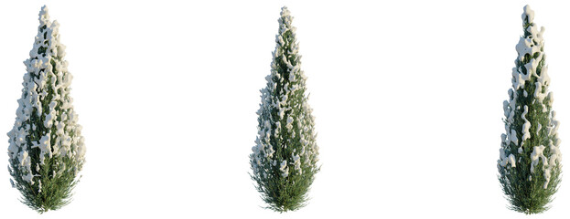 Juniperus scopulorum Wichita Blue tree, front view, cutout, transparent background, isolate, Three...