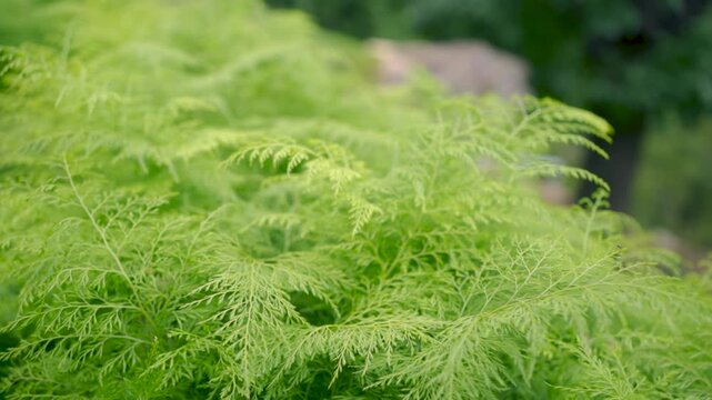 Nature B-Roll of Lush Green Plants in Kheerganga, Kasol, Himachal Pradesh, India
