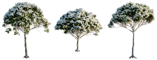 Pinus pinea tree, front view, cutout, transparent background, isolate, Three blossoming trees with lush foliage on a clear background, digital illustration
