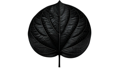 Close-up of a dark, textured leaf with prominent veins against a black backdrop