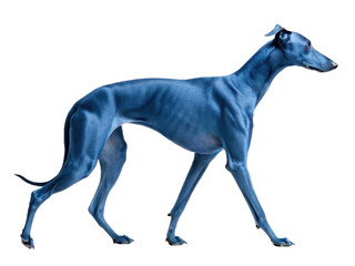 Sleek and elegant blue Whippet dog with a smooth, short coat and slender physique is captured mid-stride in a dynamic walking pose against a bright, neutral, isolated on transparent background.