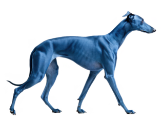 Sleek and elegant blue Whippet dog with a smooth, short coat and slender physique is captured mid-stride in a dynamic walking pose against a bright, neutral, isolated on transparent background.