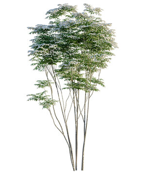 Toona sinensis Flamingo tree, front view, cutout, transparent background, isolate, Elegant young trees with lush green foliage on a clean background