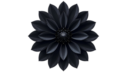 A centered, photorealistic, fully bloomed, black dahlia flower against a dark void