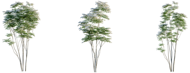 Toona sinensis Flamingo tree, front view, cutout, transparent background, isolate, Three slender bamboo stalks with delicate foliage, digitally rendered for design