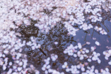 桜の花びら浮かぶ水面