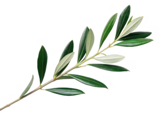 Vibrant, elongated olive branch with glossy, lanceolate leaves displaying varying shades of green and silver-green, gracefully curves across a pristine white, isolated on transparent background.