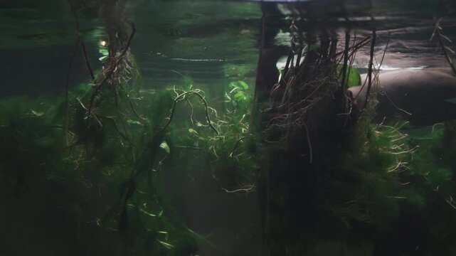 green algae underwater in a river or body of water