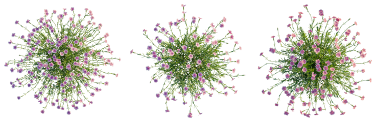 Dianthus gratianopolitanus tree plan, top view, cutout, isolate, good for architecture visualization, Vibrant pink and purple flowers on green stems with transparent background