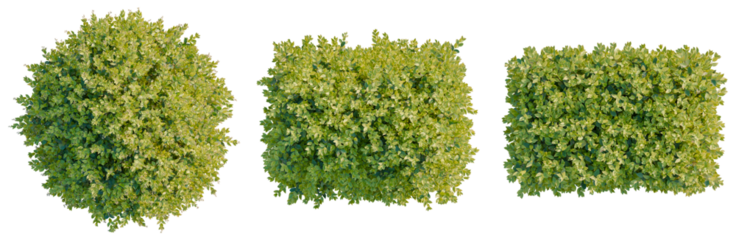 Ligustrum vicaryi tree plan, top view, cutout, isolate, good for architecture visualization, Green bushes in various shapes on transparent background