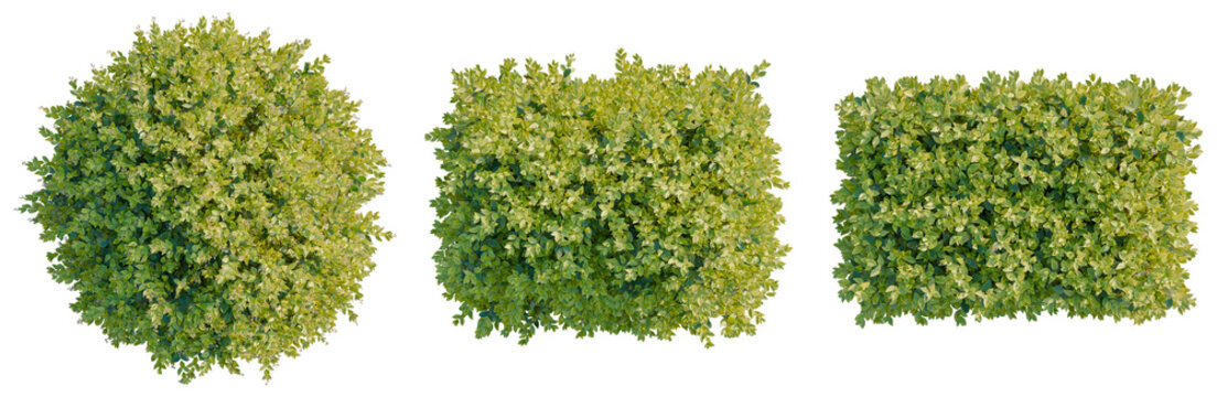 Ligustrum vicaryi tree plan, top view, cutout, isolate, good for architecture visualization, Green bushes in various shapes on transparent background