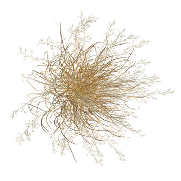 Panicum virgatum tree plan, top view, cutout, isolate, good for architecture visualization, Golden tumbleweed on transparent background, dry desert plant