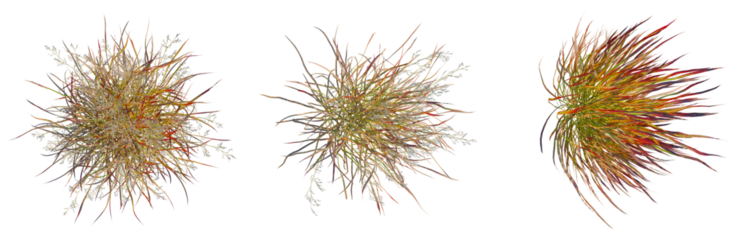Panicum virgatum tree plan, top view, cutout, isolate, good for architecture visualization, Vibrant colorful fiber optic clusters in dynamic motion