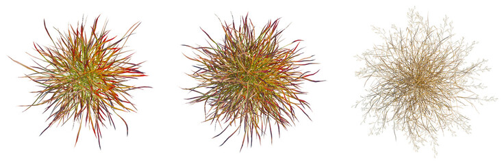 Panicum virgatum tree plan, top view, cutout, isolate, good for architecture visualization, Vibrant...
