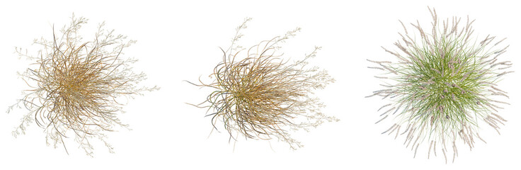 Panicum virgatum tree plan, top view, cutout, isolate, good for architecture visualization, Three...
