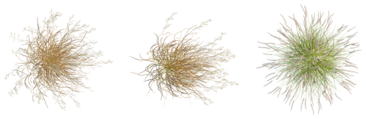 Panicum virgatum tree plan, top view, cutout, isolate, good for architecture visualization, Three bundles of tangled yellow and green wires on transparent background