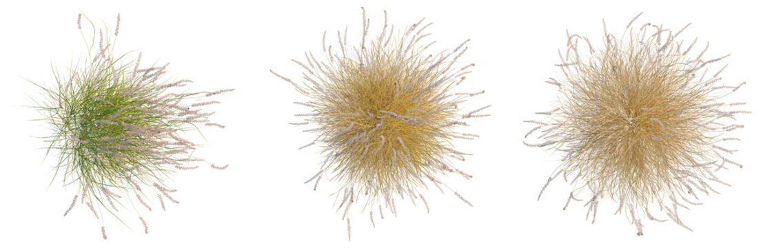Pennisetum orientale tree plan, top view, cutout, isolate, good for architecture visualization, Three tufts of colorful pampas grass on transparent background
