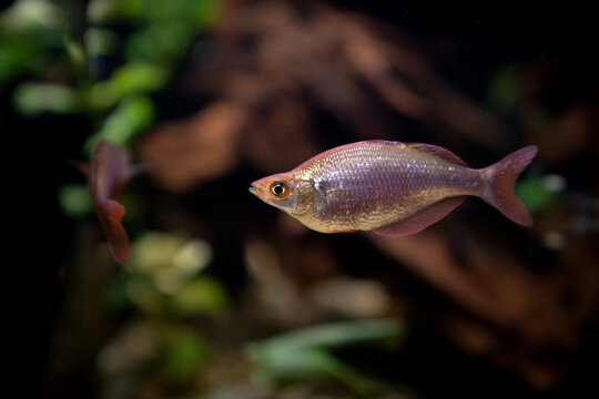 Red Rainbowfish Swimming in Planted Aquarium