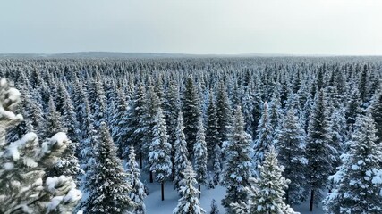 A stoic, large snowy owl resting silently on a high pine branch as the camera smoothly pulls back to reveal the sprawling dense winter forest canopy naturalworld, establishing, drone