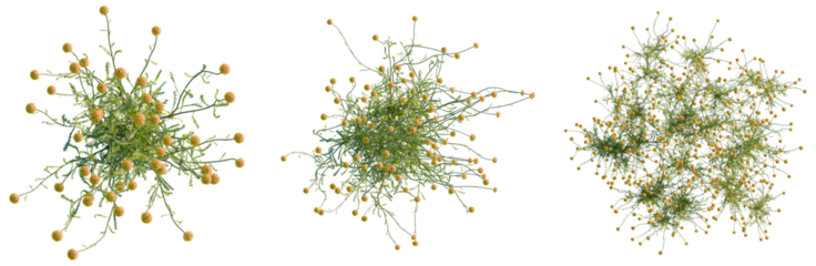 Santolina rosmarinifolia tree plan, top view, cutout, isolate, good for architecture visualization, Vibrant yellow flowers and green stems on transparent background