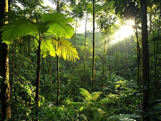 Sunbeams Filtering Through Lush Tropical Rainforest Canopy