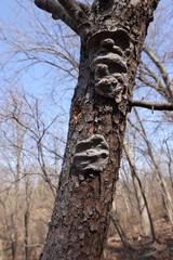 Crazy cool fungal growths on a tree during stick season on a bright blue day. 