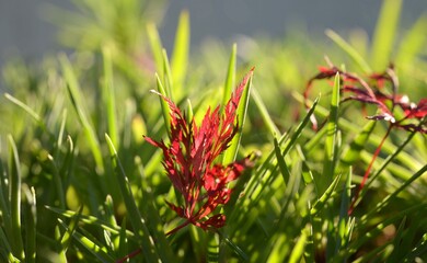 Feuille d'&eacute;rable