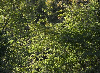 La campagne &agrave; Briec en Bretagne Finist&egrave;re