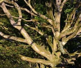 La campagne &agrave; Briec en Bretagne Finist&egrave;re
