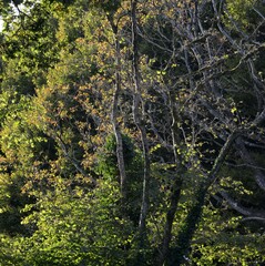La campagne &agrave; Briec en Bretagne Finist&egrave;re