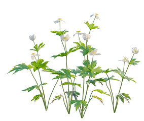 Naklejka premium Anemone canadensis tree, front view, cutout, transparent background, isolate, architecture visualization, Delicate Wildflowers: Anemone with Green Foliage on a Clear Background