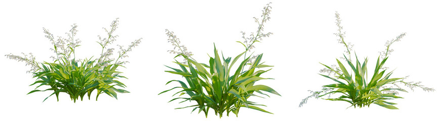 Obraz premium Arthropodium cirratum tree, front view, cutout, transparent background, isolate, architecture visualization, Lush Green Grass with Delicate White Flowers - A Natural Botanical Study