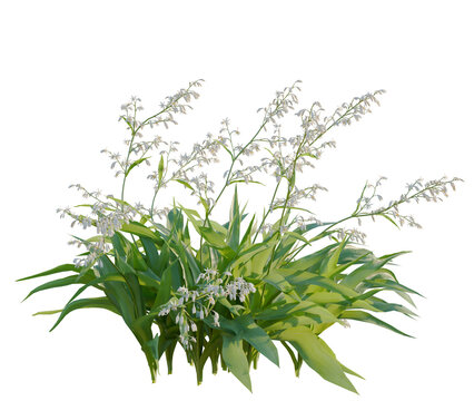 Arthropodium cirratum tree, front view, cutout, transparent background, isolate, architecture visualization, Delicate Wild Garlic Blooms with Lush Green Foliage - Floral Spring Scene
