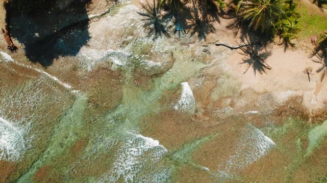 Woman swimmer enjoys shallow reef ocean water near a sandy shore with palm trees in Costa Rica
