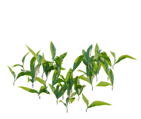 Convallaria majalis tree, front view, cutout, transparent background, isolate, architecture visualization, Fresh green leaves arrangement, natural plant elements for spring and summer designs