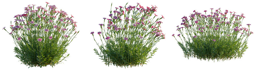 Dianthus gratianopolitanus tree, front view, cutout, transparent background, isolate, architecture...