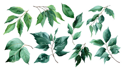 A collection of green leaves and natural spring foliage isolated on white background featuring a vector design of tree branches and organic flora elements for summer decoration