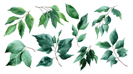 A collection of green leaves and natural spring foliage isolated on white background featuring a vector design of tree branches and organic flora elements for summer decoration