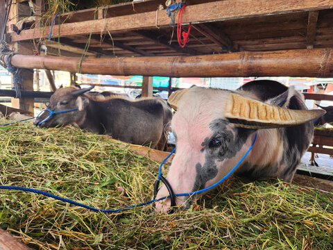 Tedong bonga or albino buffalo for sell in Bolu Ranteapao buffalo market in the Toraja, Tana Toraja, Sulawesi, Indonesia.