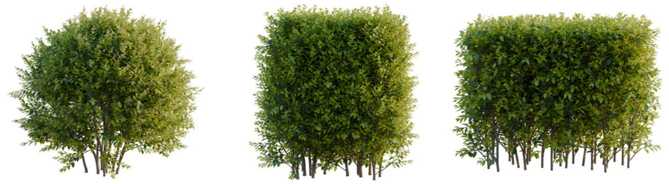 Ligustrum vicaryi tree, front view, cutout, transparent background, isolate, architecture visualization, Three lush green shrubs, perfect for landscaping or botanical illustrations