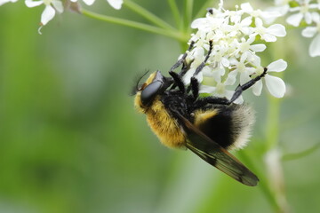 Volucella bombylans 