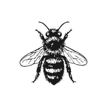 Bee drawing isolated engraved illustration