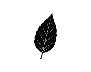 Black silhouette of a leaf with veins on white background plant nature