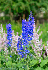 Blue Delphinium Spikes with Pink Flowers