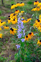 Blue Delphinium with Yellow Rudbeckia Flowers
